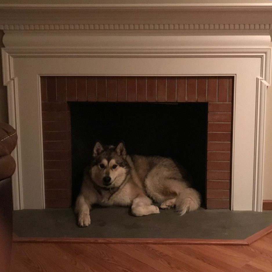 Dog in Fireplace
